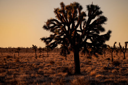 joshua tree hiking guide 