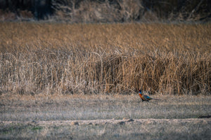 We Have Your South Dakota Pheasant Hunting Checklist & Gear