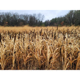 Domain Japanese Millet Seed 1/4 Acre