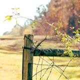 Code Blue Buck Angler